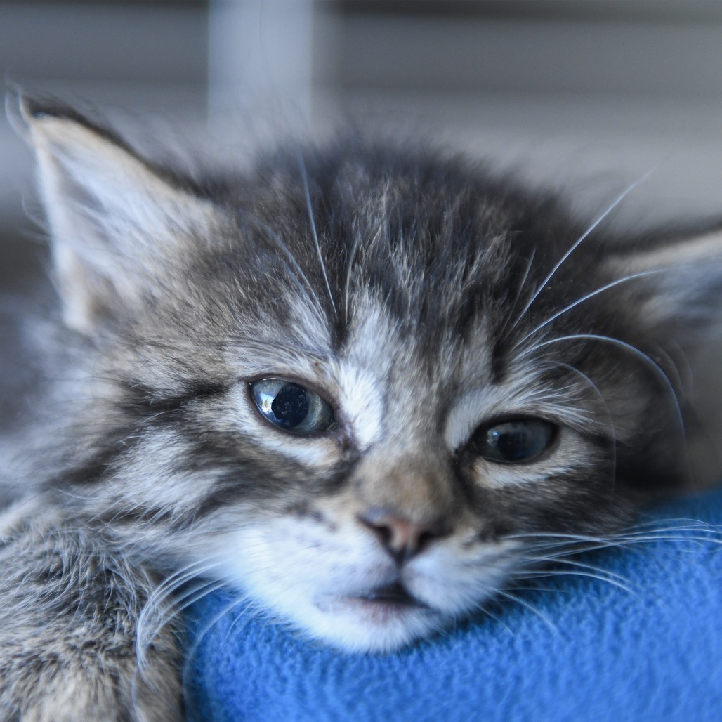 Derry - Domestic Shorthair