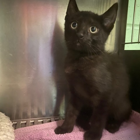 COMET - Domestic Shorthair available for adoption