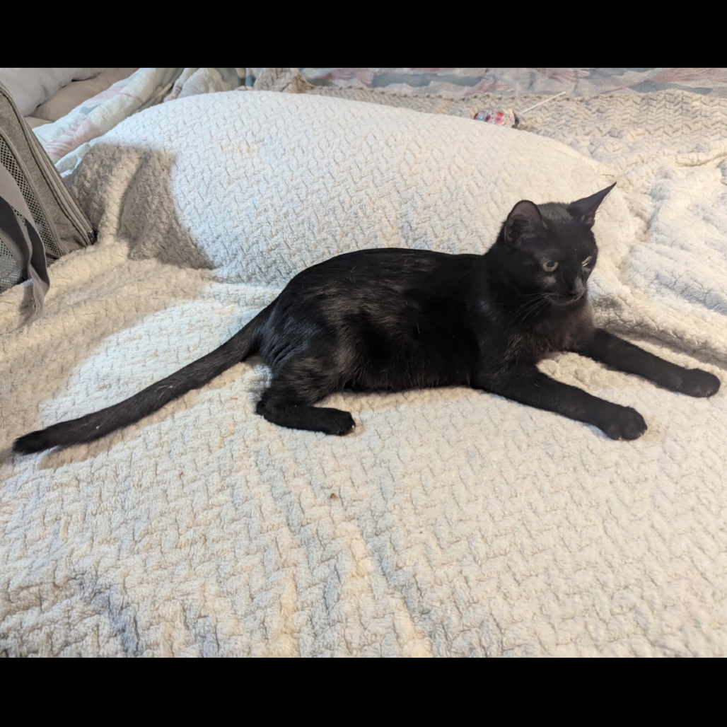RAVEN - Domestic Shorthair available for adoption