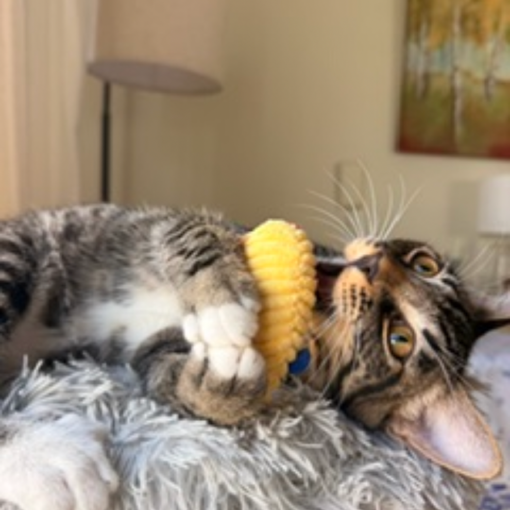 NOVA