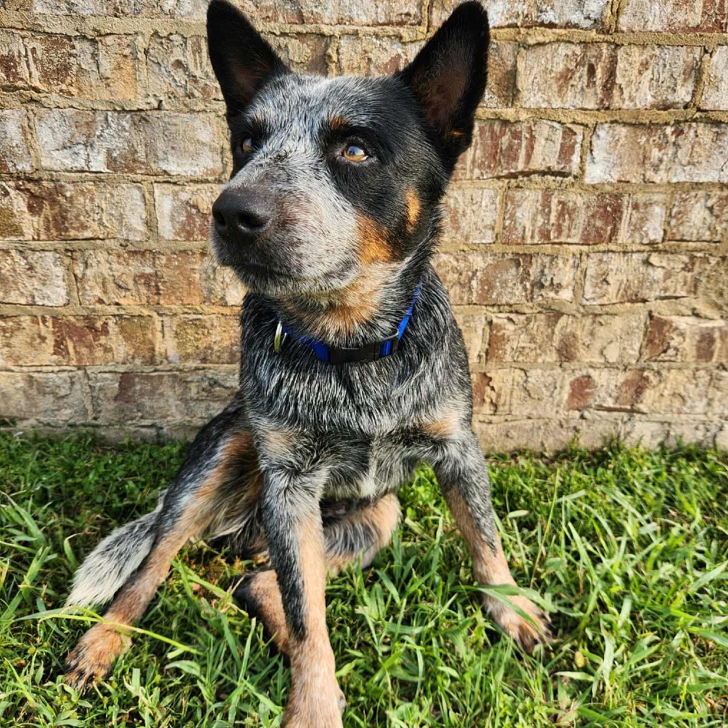  Photo of TUSC-Stray-81863