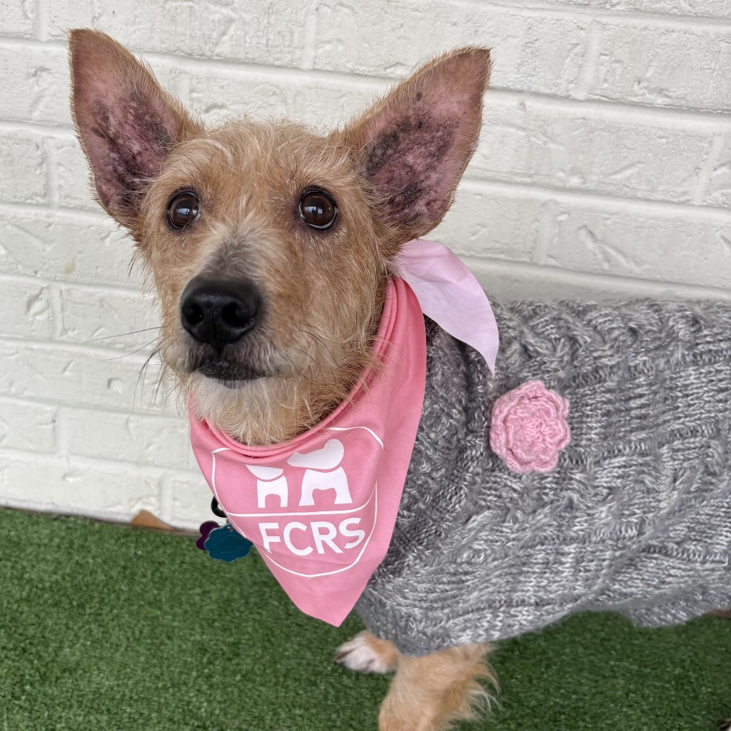 Jam is available for adoption at Full Circle Rescue and Sanctuary