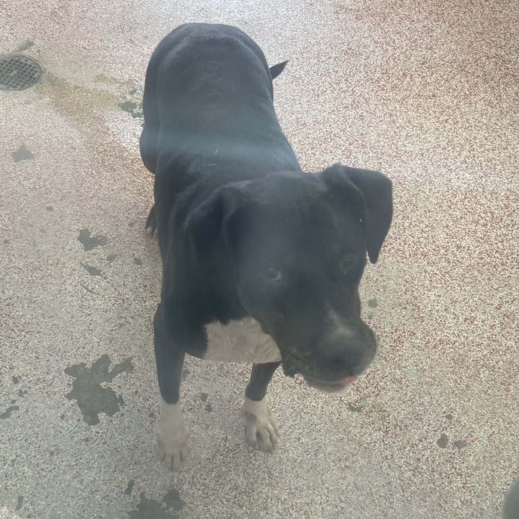 NYX - Retriever / Labrador available for adoption