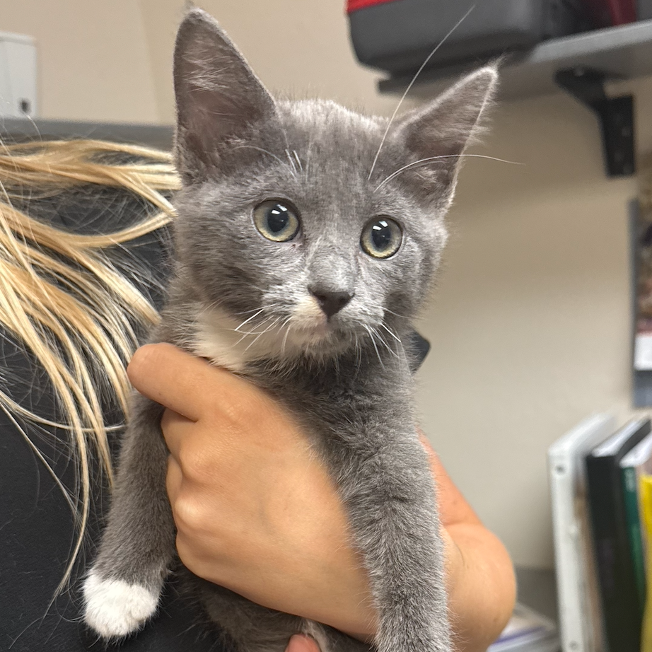 Lemur, available for adoption