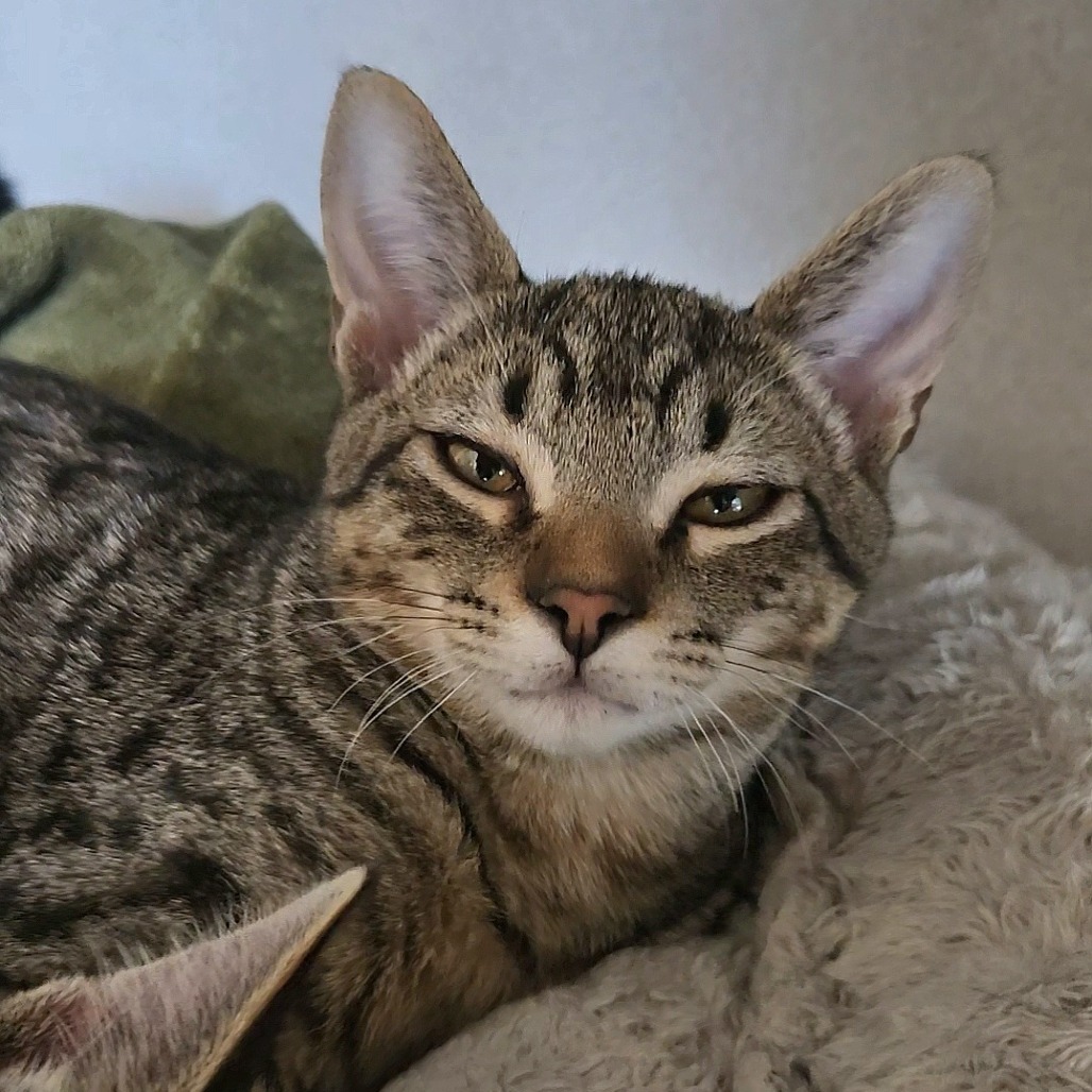 SANJI - Domestic Shorthair available for adoption