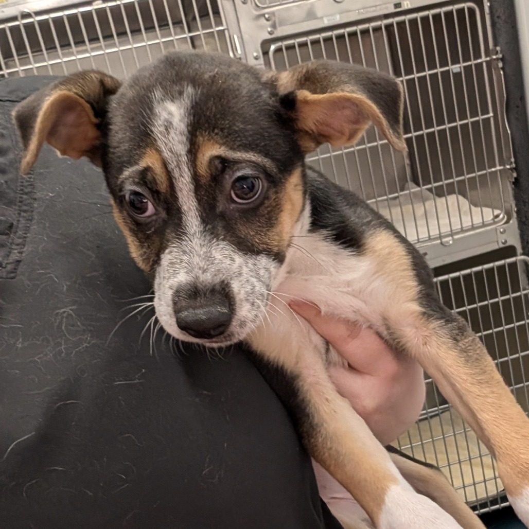 JINNY — thumbnail 2