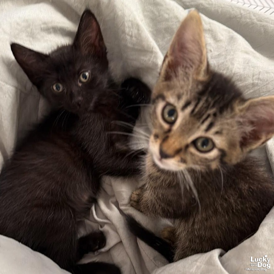 LIMA - Domestic Shorthair available for adoption