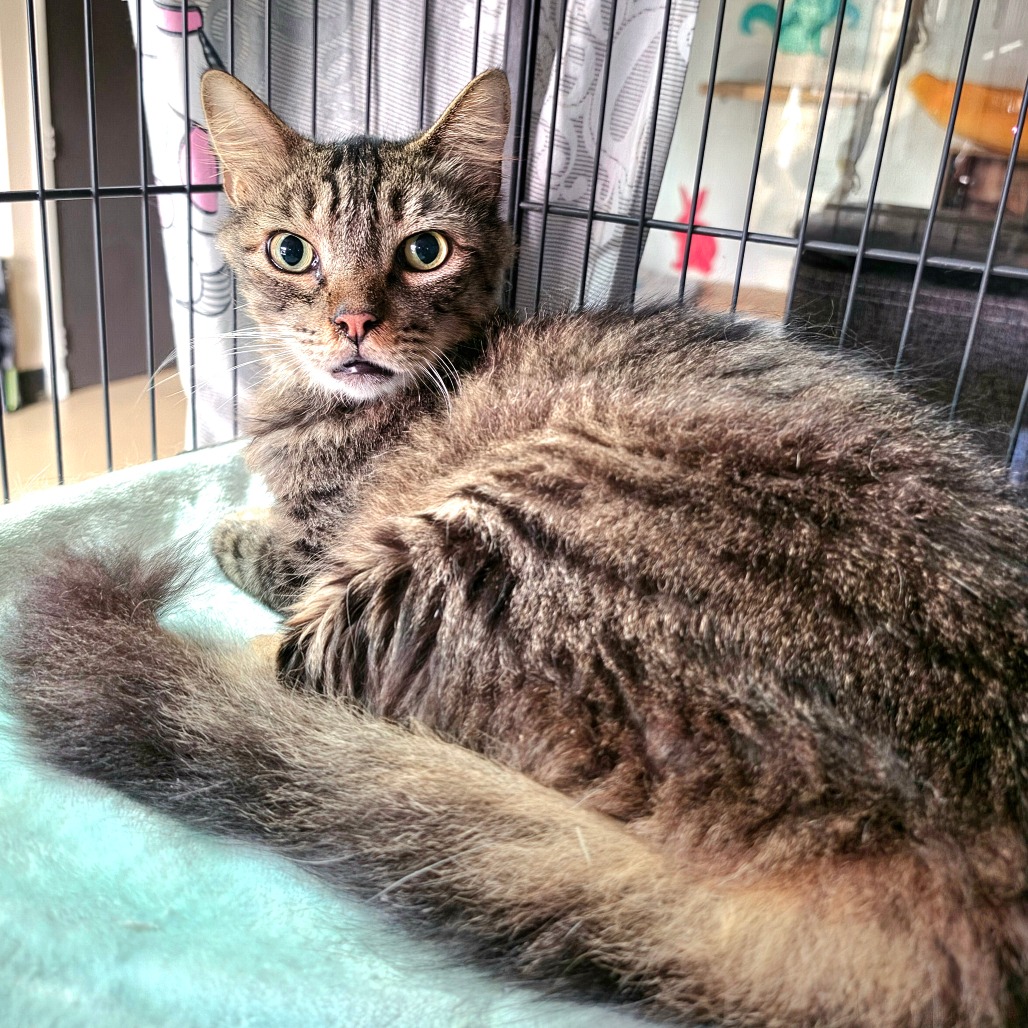 Dakota * Bonded with Atlas * Costa Mesa Location
