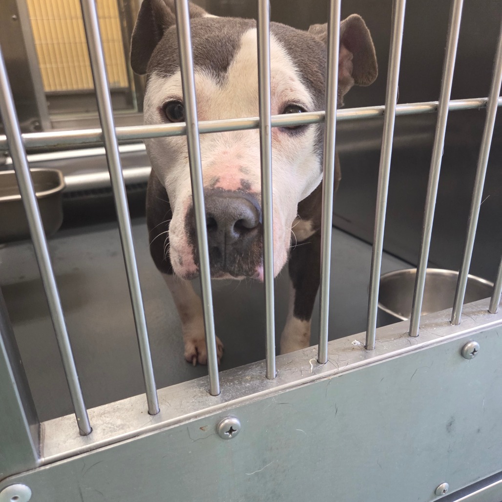 Pooh Bear — thumbnail 4