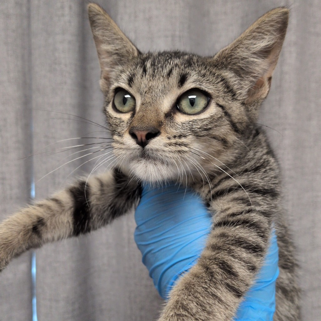 ARBITER - Domestic Shorthair available for adoption