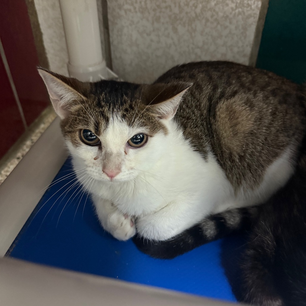 REUBEN (663202) - Domestic Shorthair available for adoption