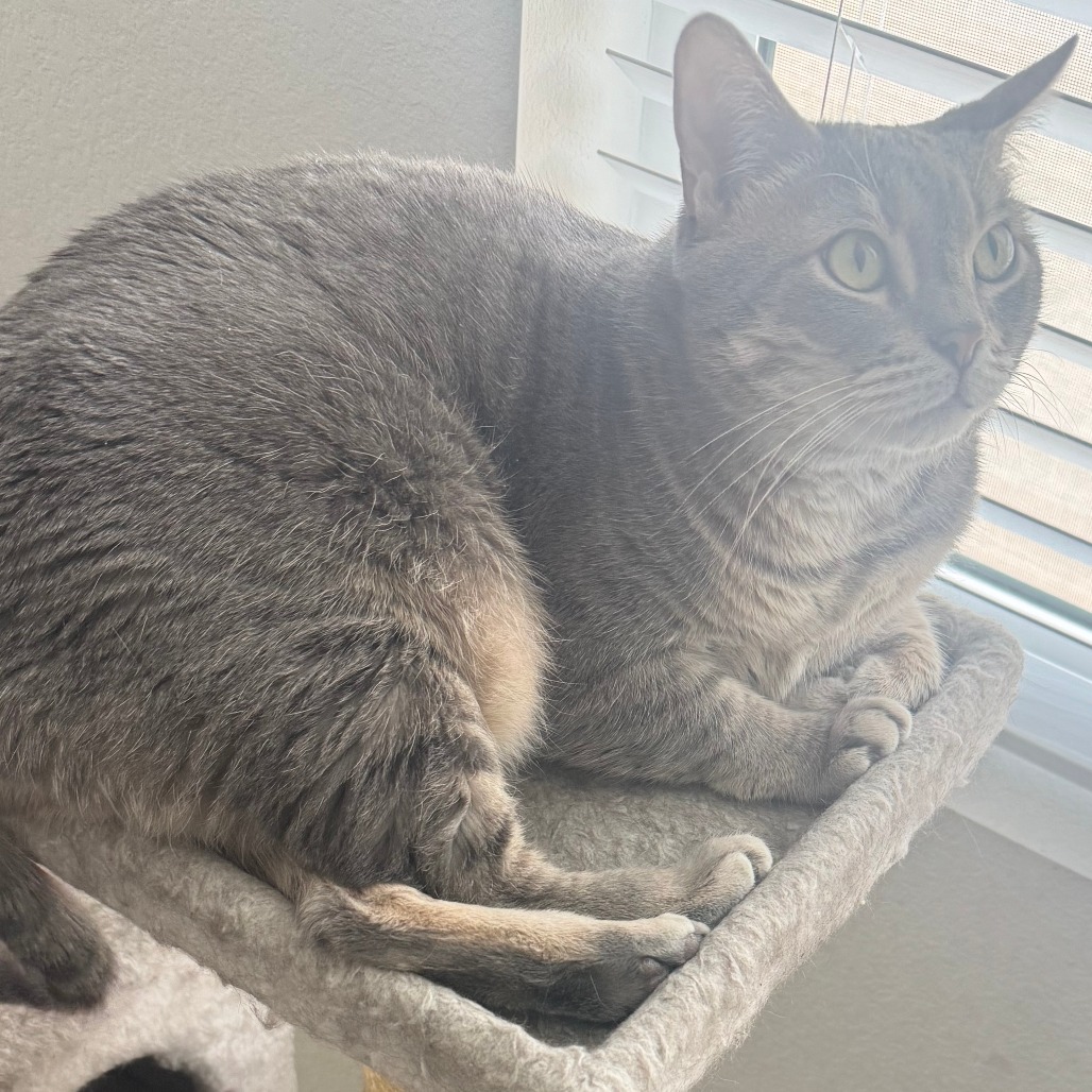 JACK - Domestic Shorthair available for adoption