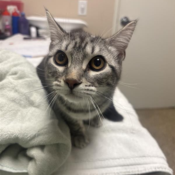 DOLLY PURRTON - Domestic Shorthair available for adoption