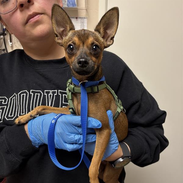 DON CARLOS - Chihuahua / Pinscher, Miniature available for adoption