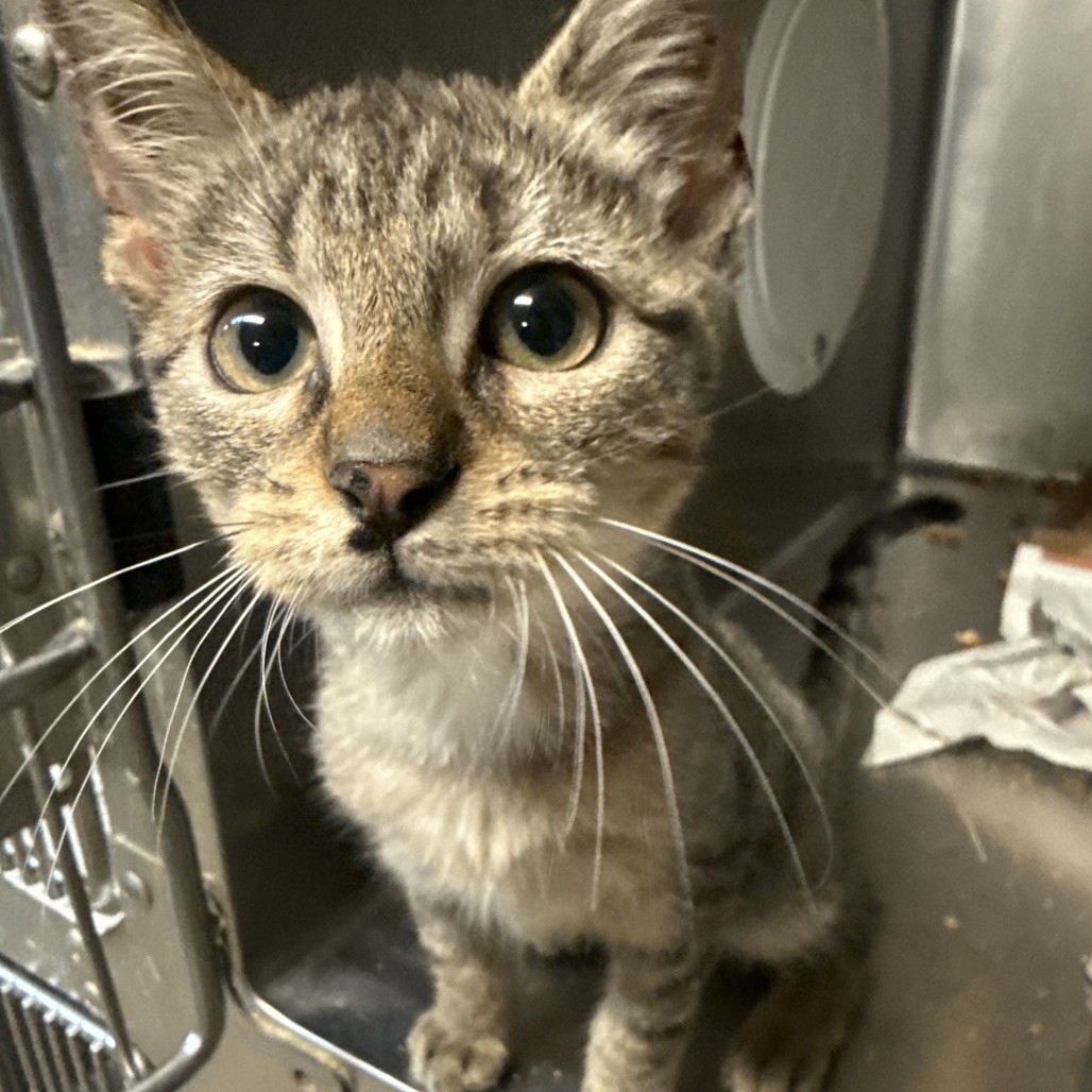 Bo Jack, available for adoption at PVAS
