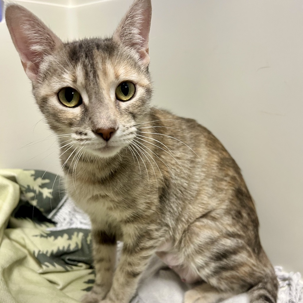 PENNY - Domestic Shorthair available for adoption