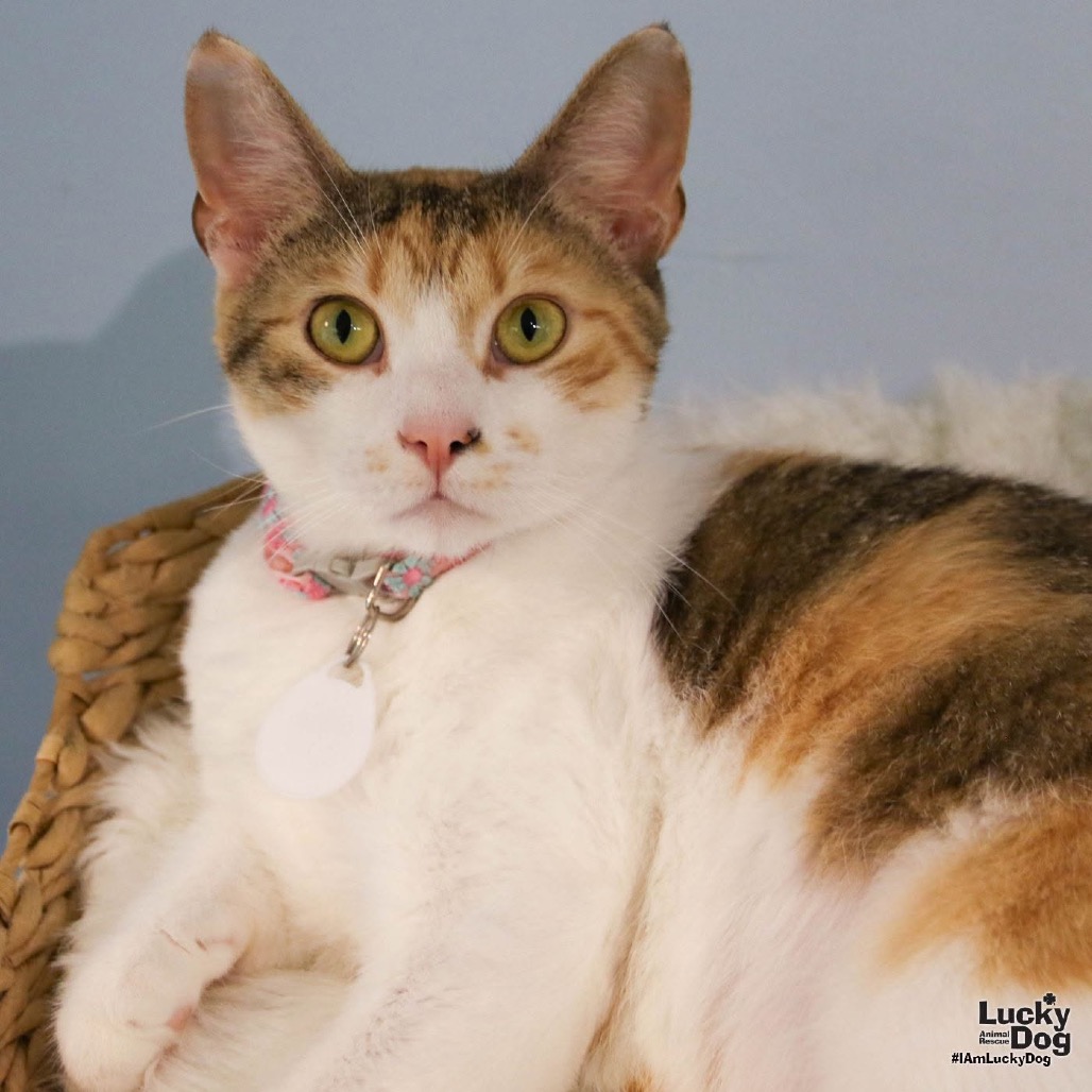 LUCI - Domestic Shorthair available for adoption