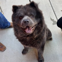 Kennel#32 Bluey's preview photo