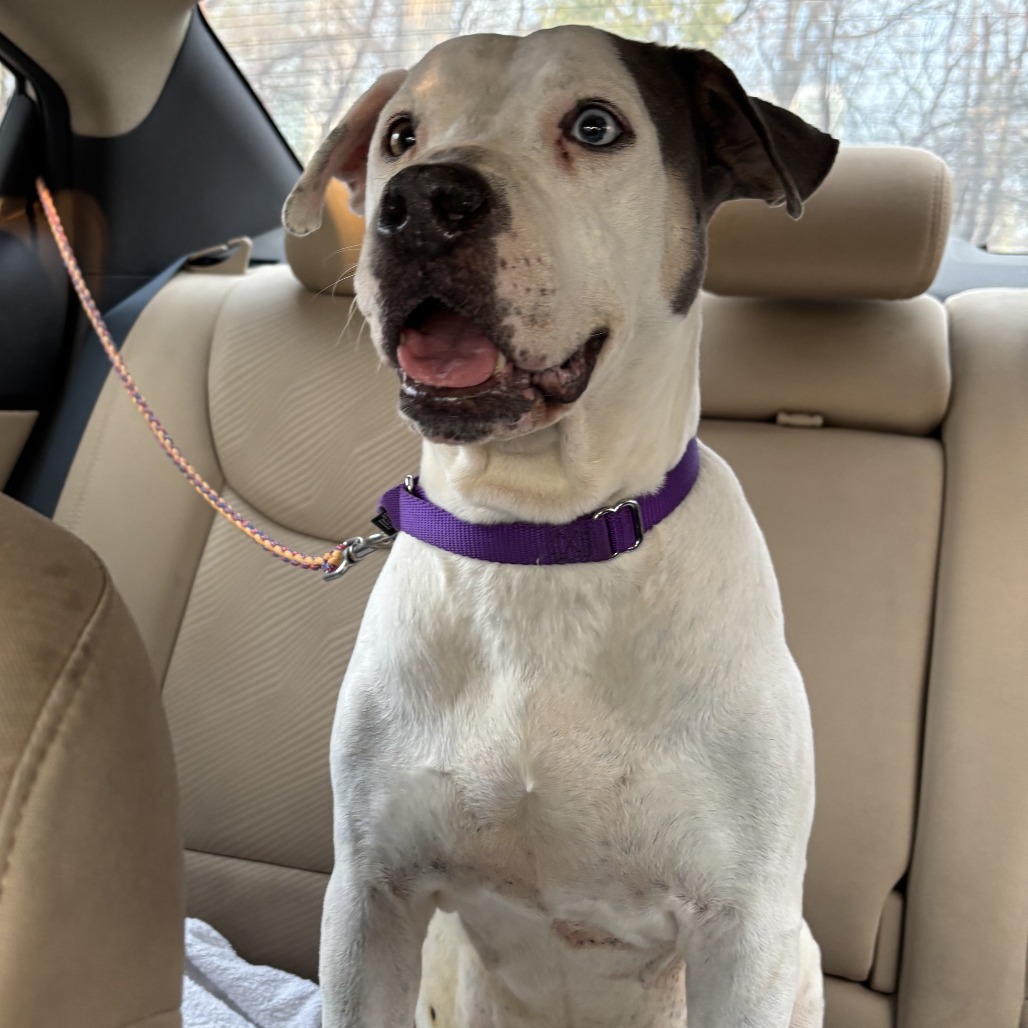 Bowtie — thumbnail 8