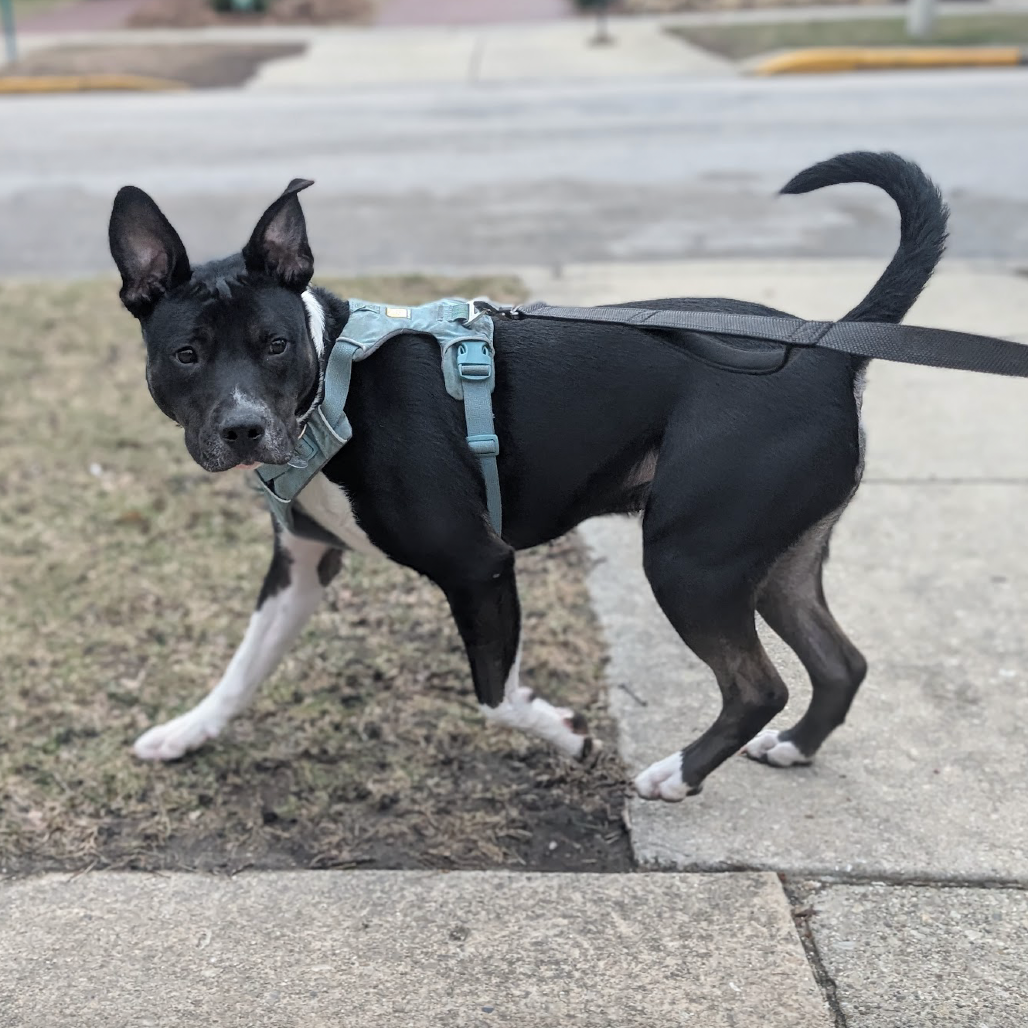 Avocado — thumbnail 5