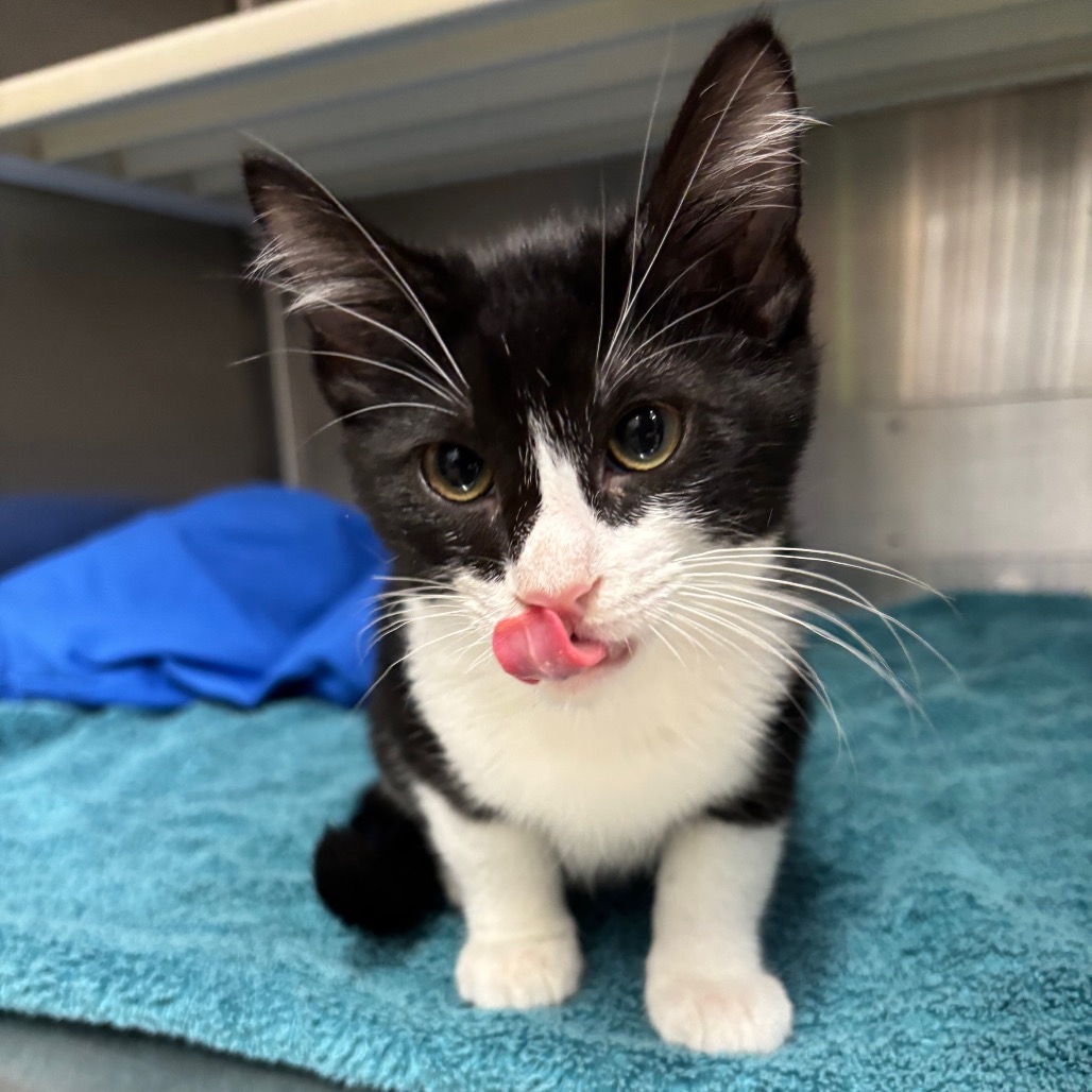 Amiko