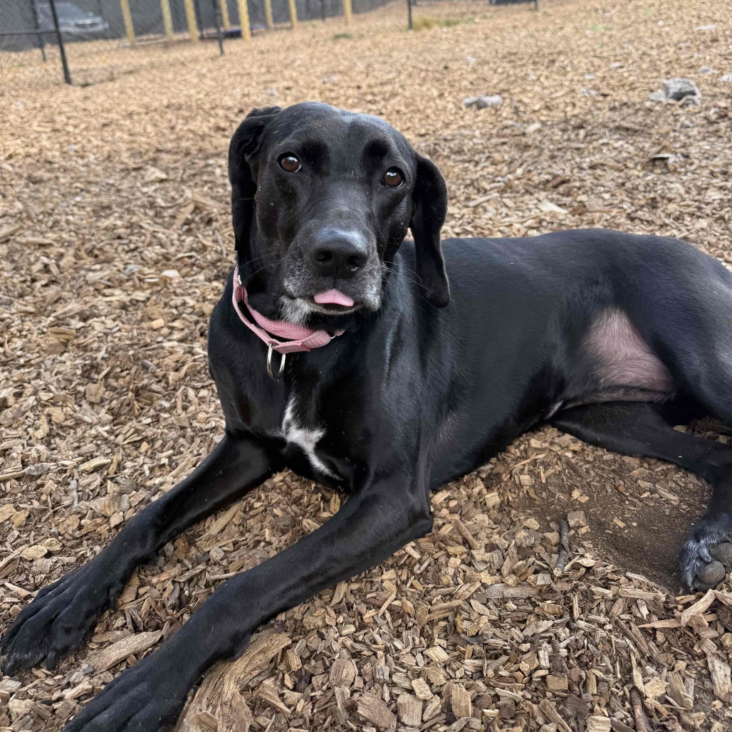 Phoebe 09-1747, photo 17