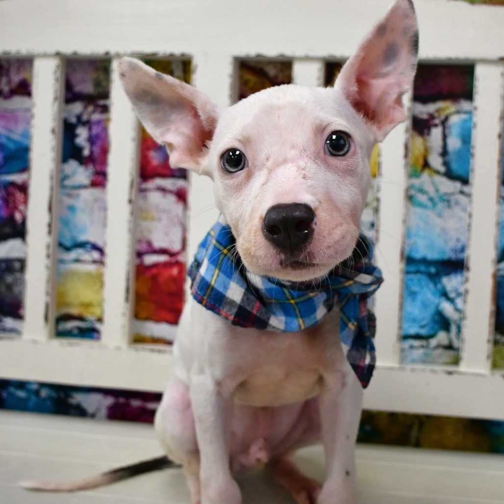 GHOST - Terrier / Pit Bull available for adoption