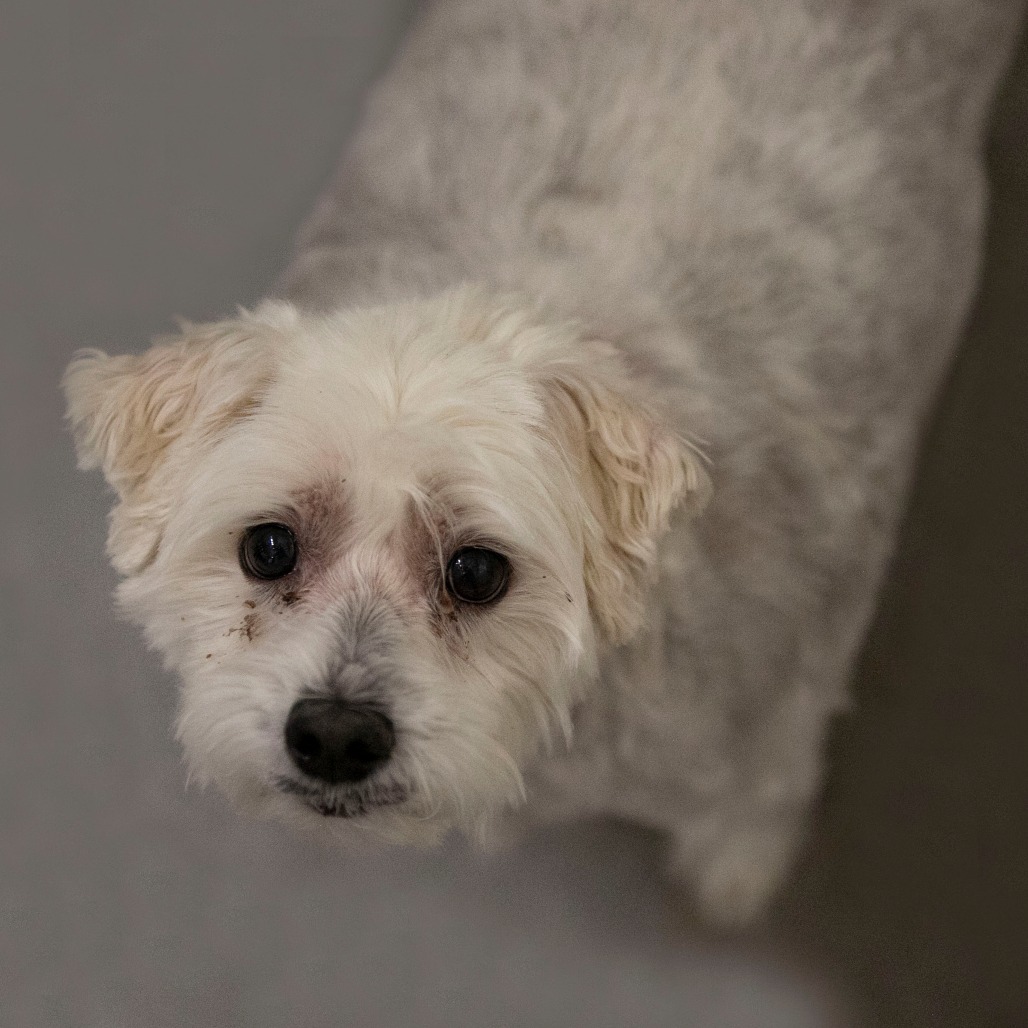 TACO (S25-181) - Maltese / Poodle, Miniature available for adoption