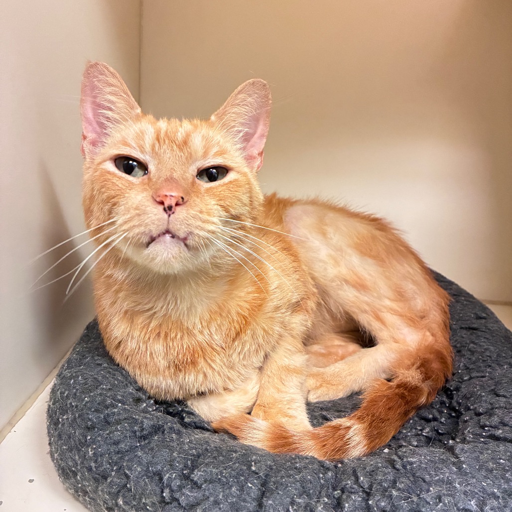 CARROT - Domestic Shorthair available for adoption