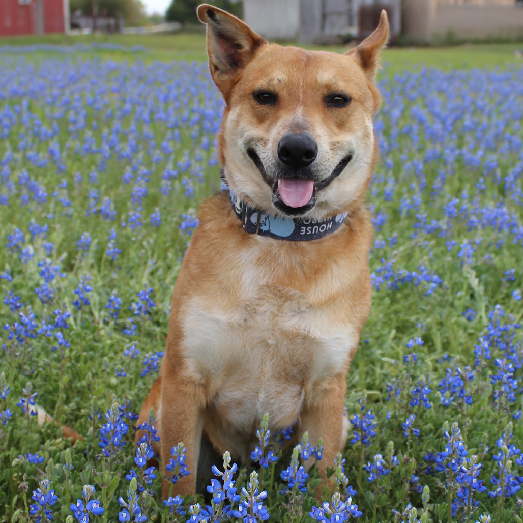 Reagan, photo 13