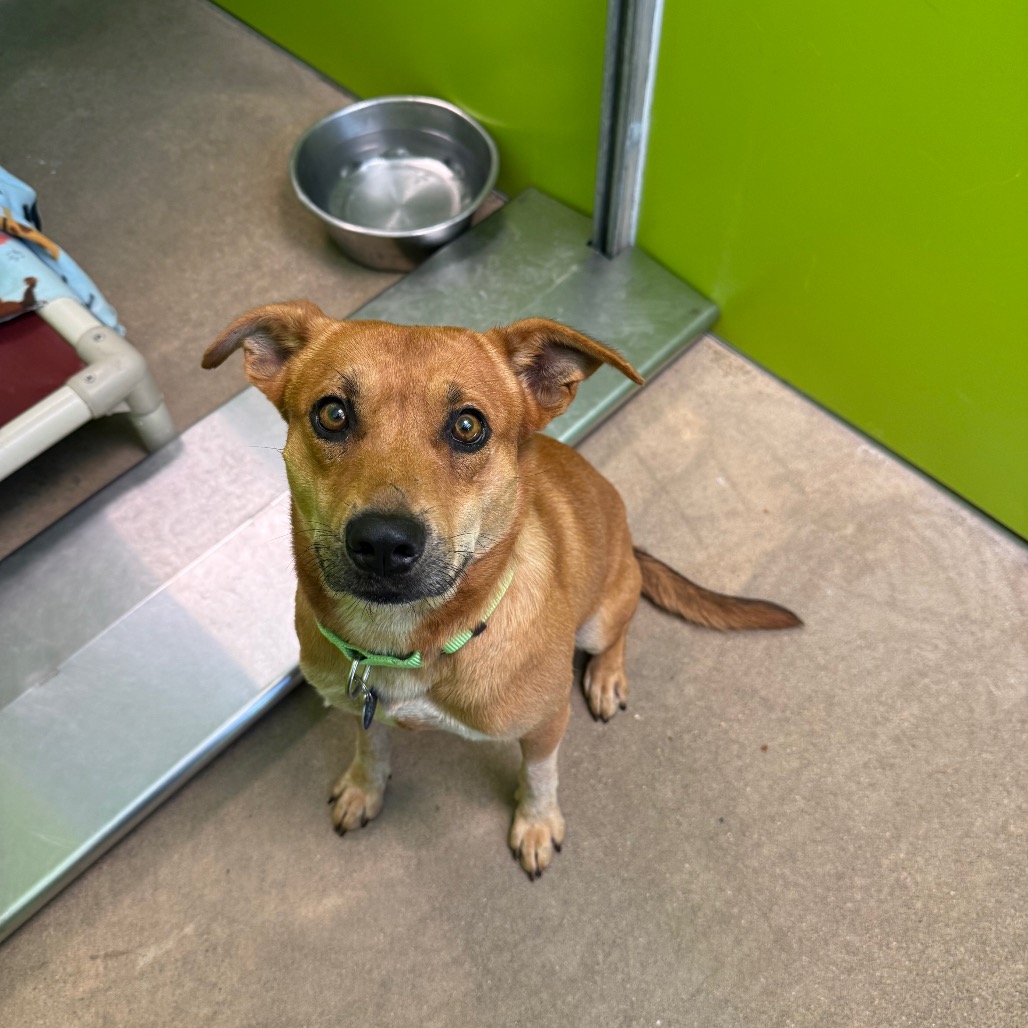 D-Scrappy-Doo