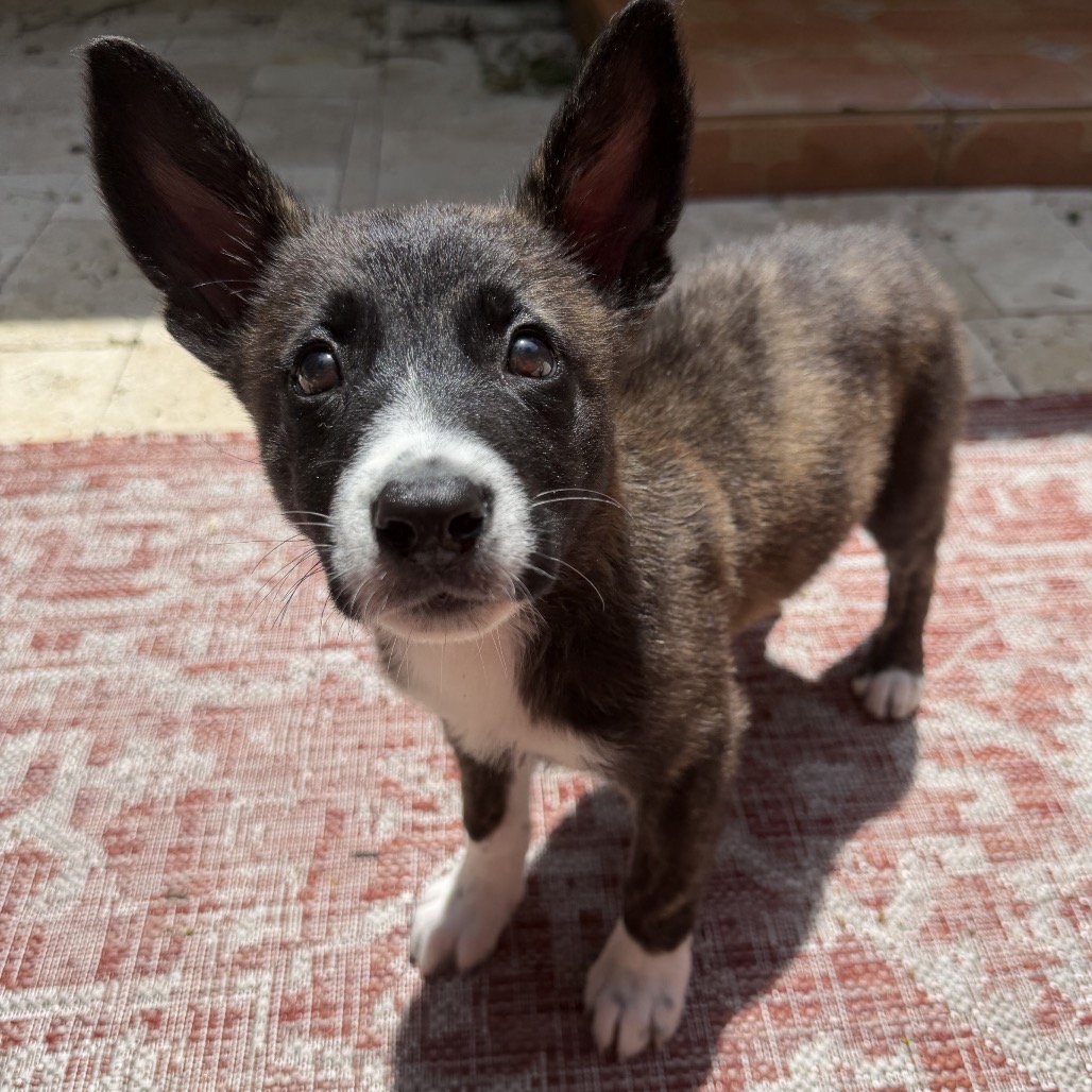 Close-up photo of Zora