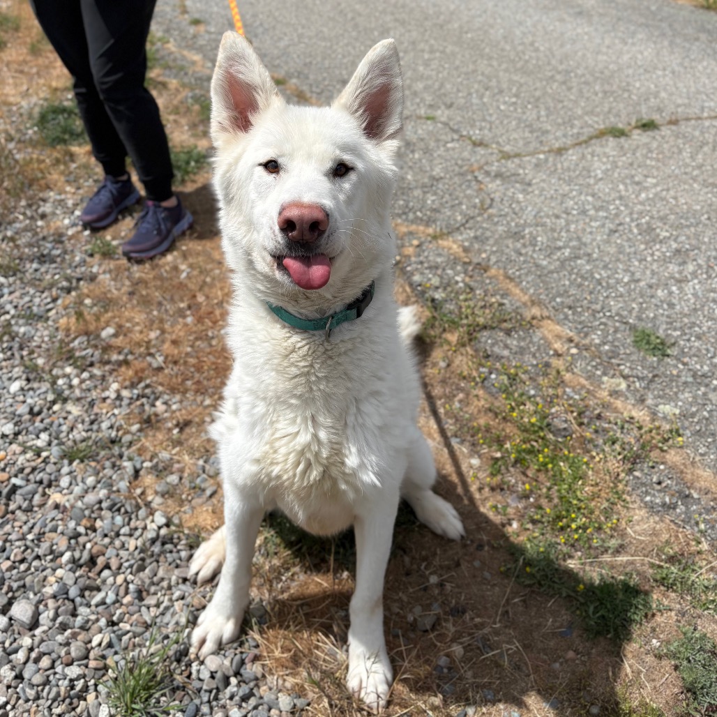 Siberian Husky