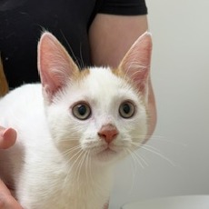 Astro, photo 3