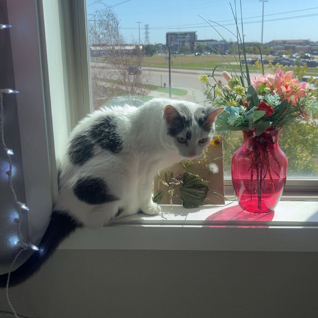 Fawn--In Foster, photo 21