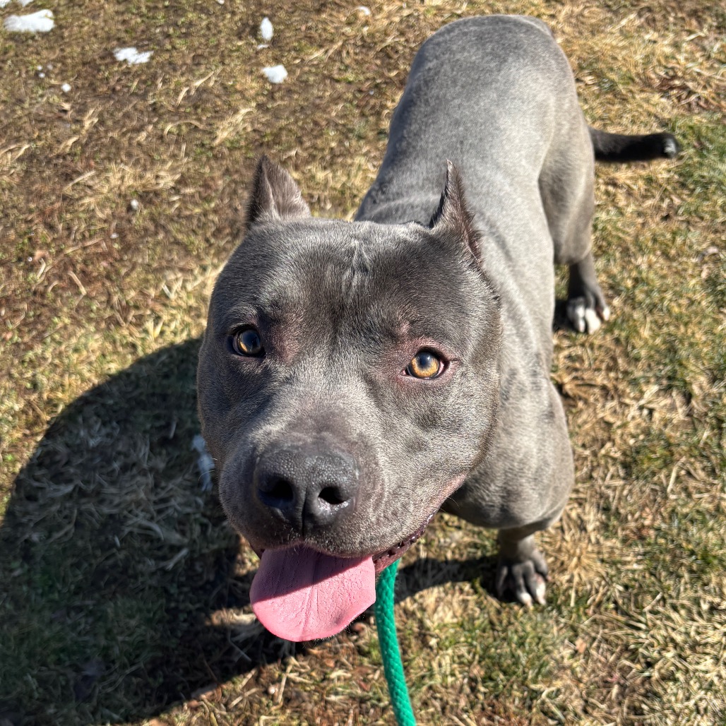 Oodle — thumbnail 3