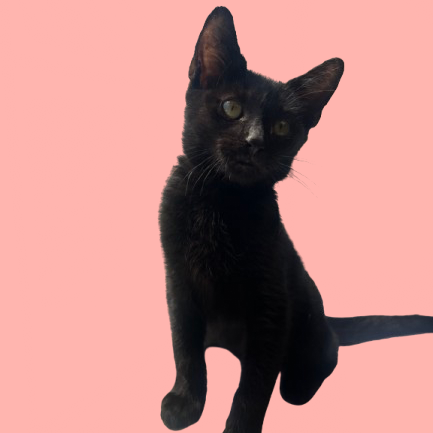 Mopsey