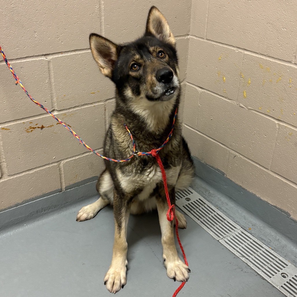Siberian