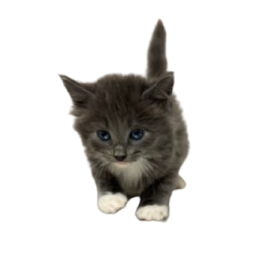 Tusc Stray 81388 2