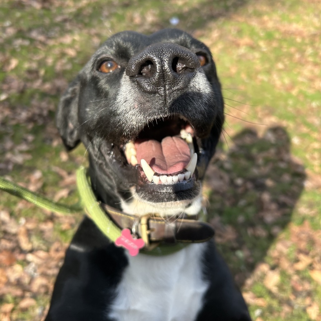 Shadow — thumbnail 4