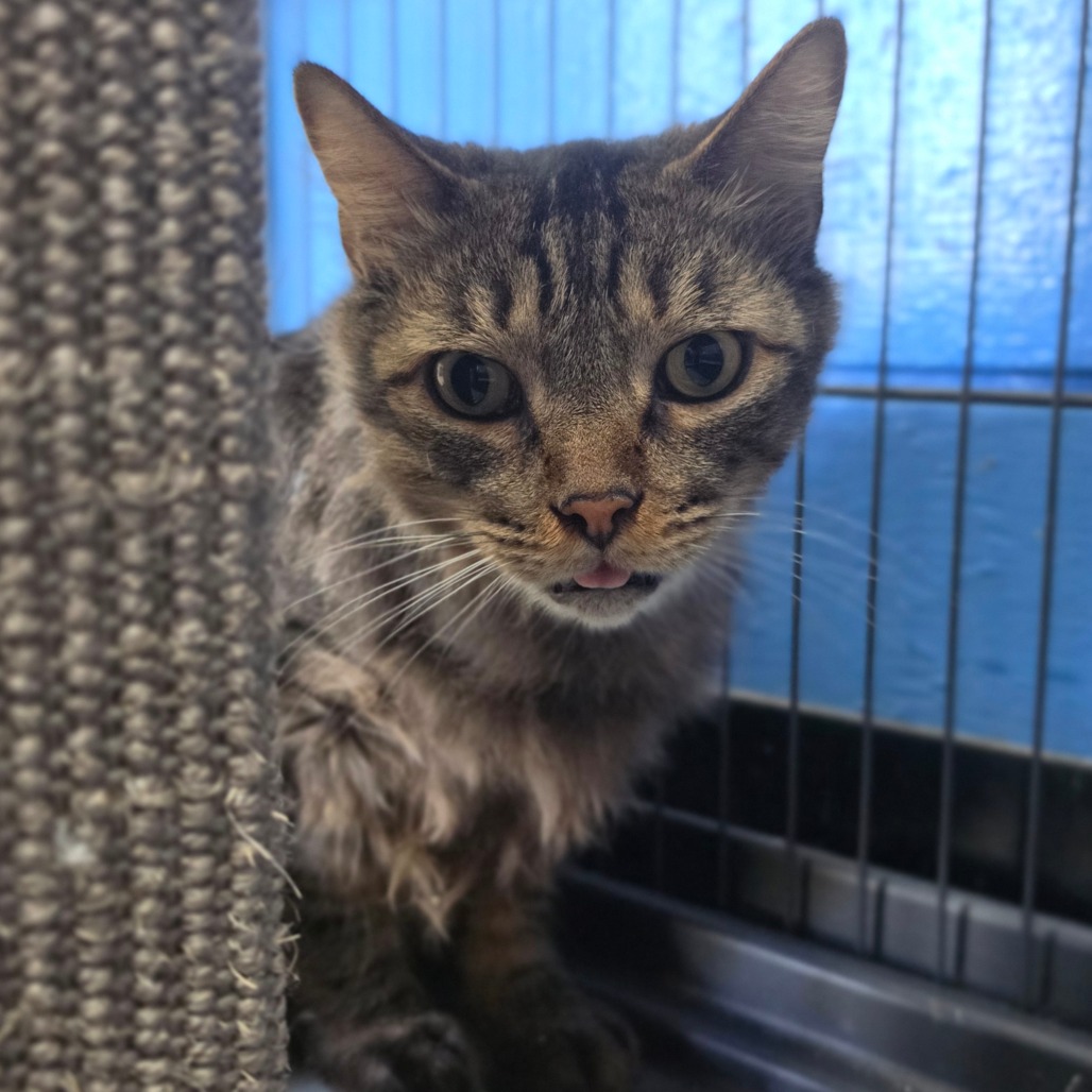 Dakota * Bonded with Atlas * Costa Mesa Location, photo 10