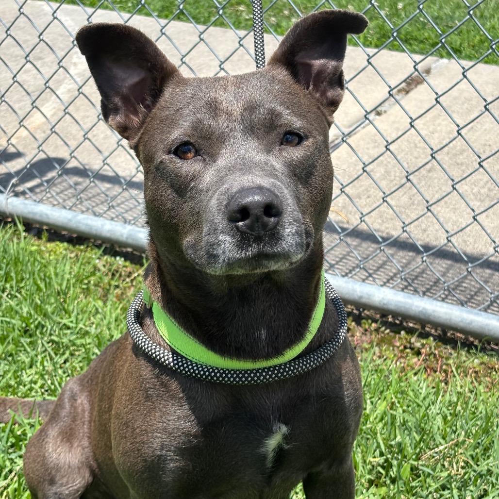 MORTICIA - Terrier, Pit Bull / Mix available for adoption