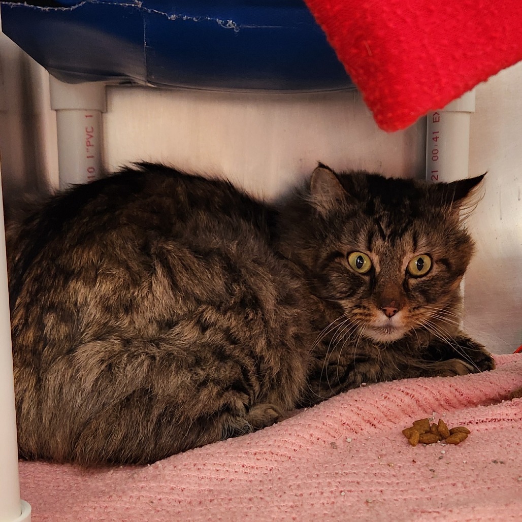 Bobsled — thumbnail 2