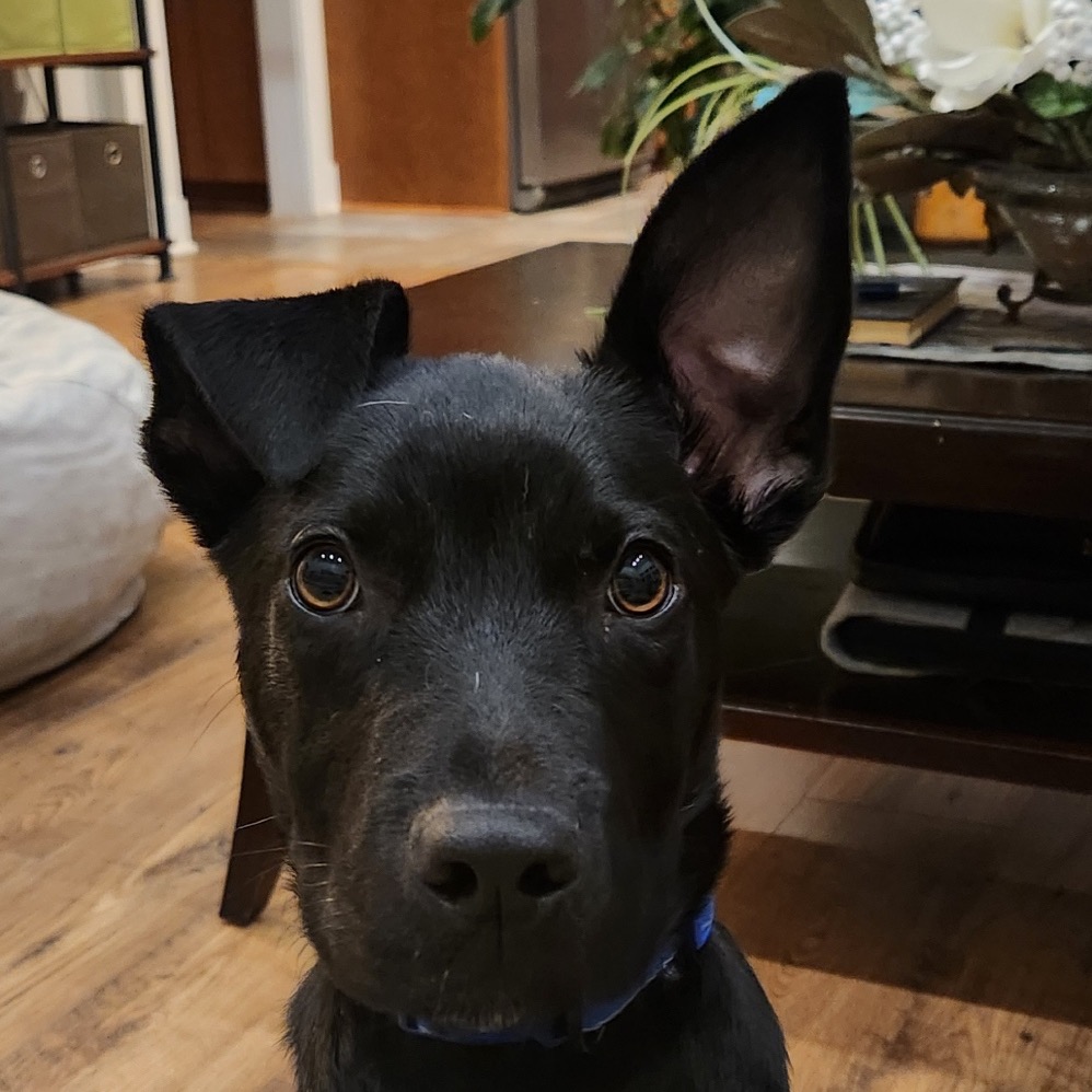 Bugs — thumbnail 2