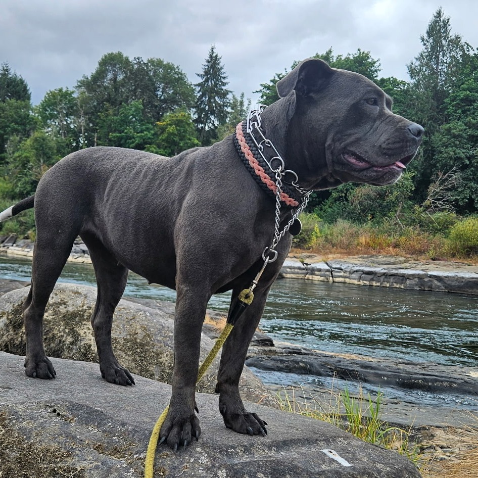 Willow