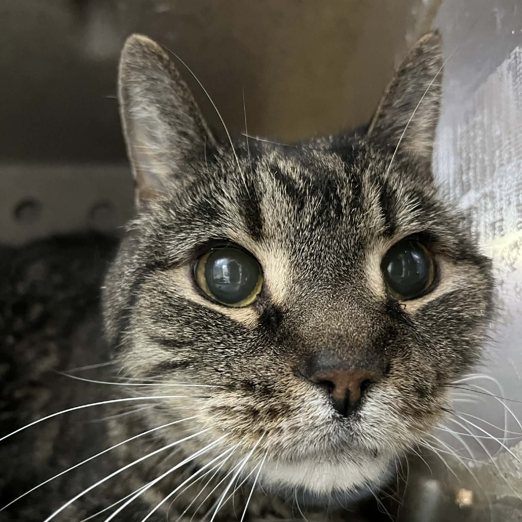 Torin — thumbnail 2