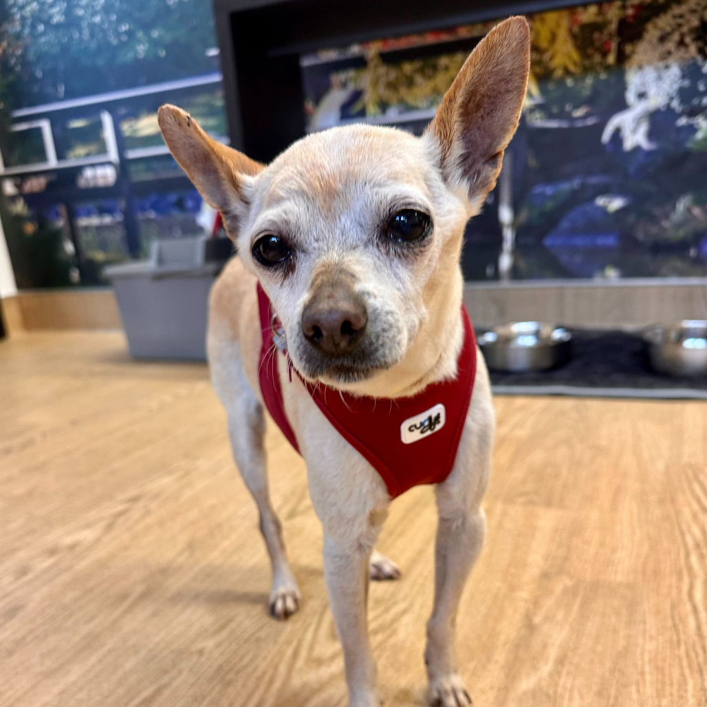 Vanessa 13799 — thumbnail 3