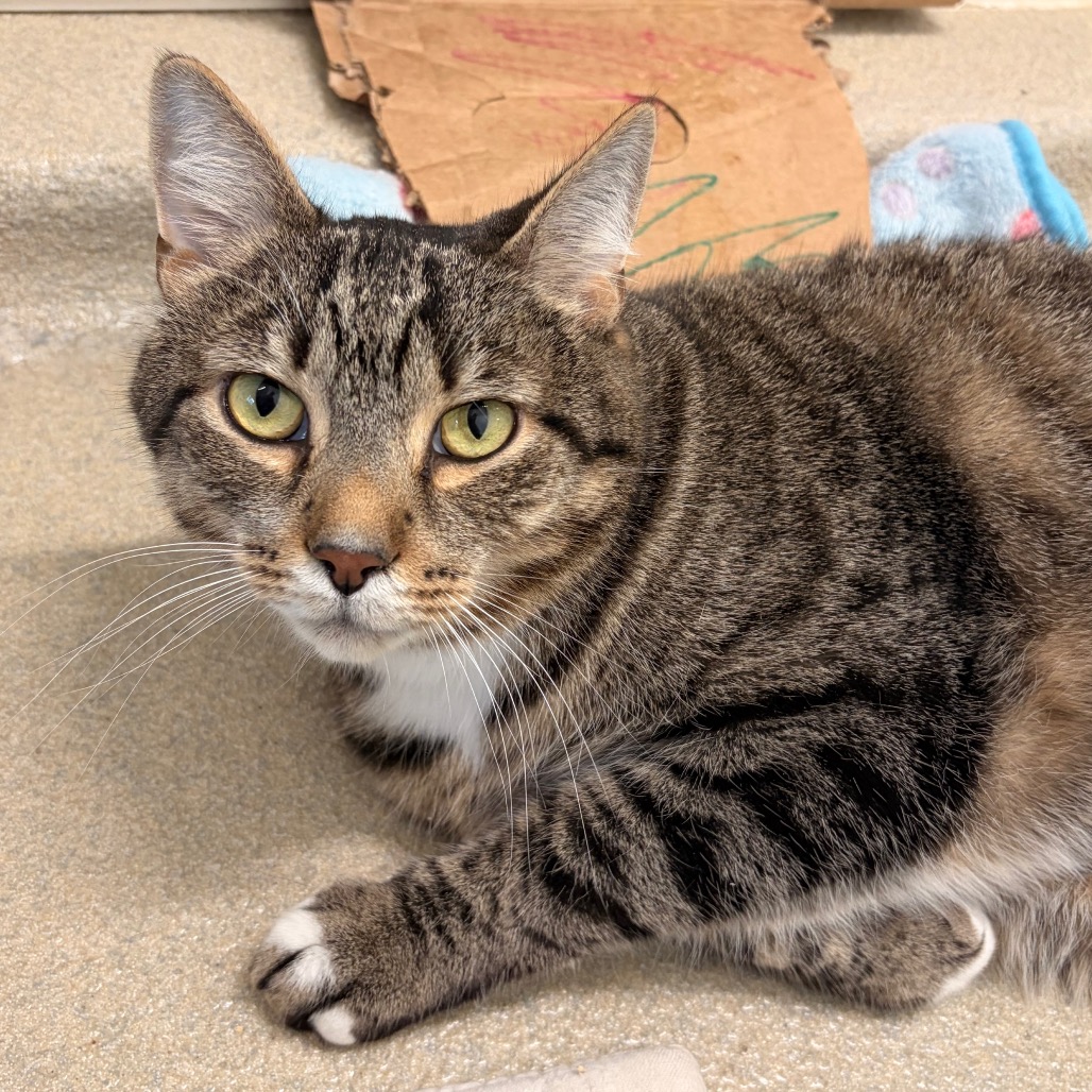 STORMY - Domestic Shorthair available for adoption
