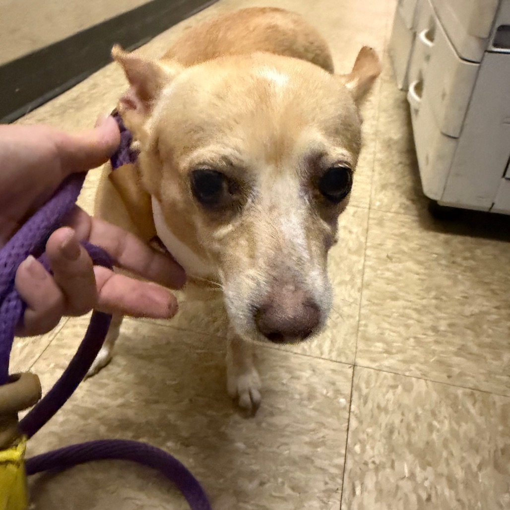 Chihuahua
