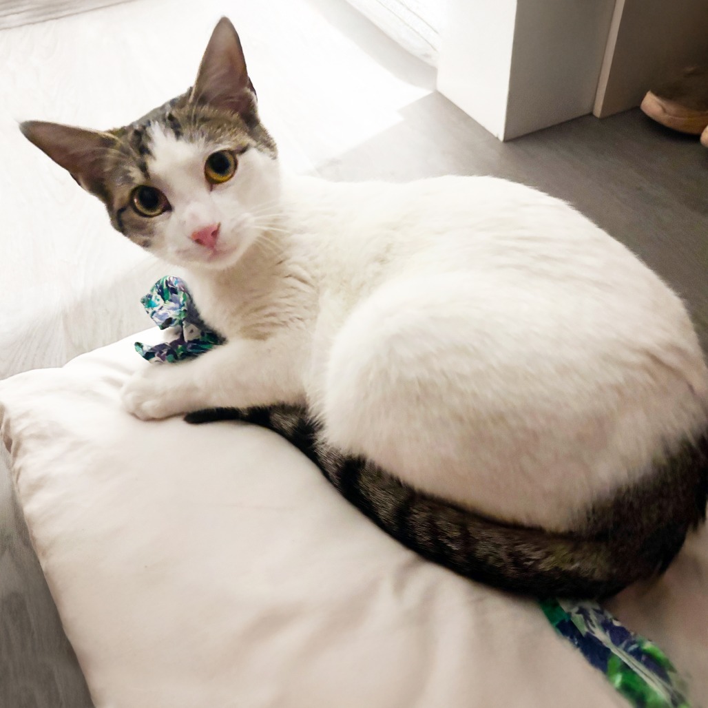 Tulane — thumbnail 7